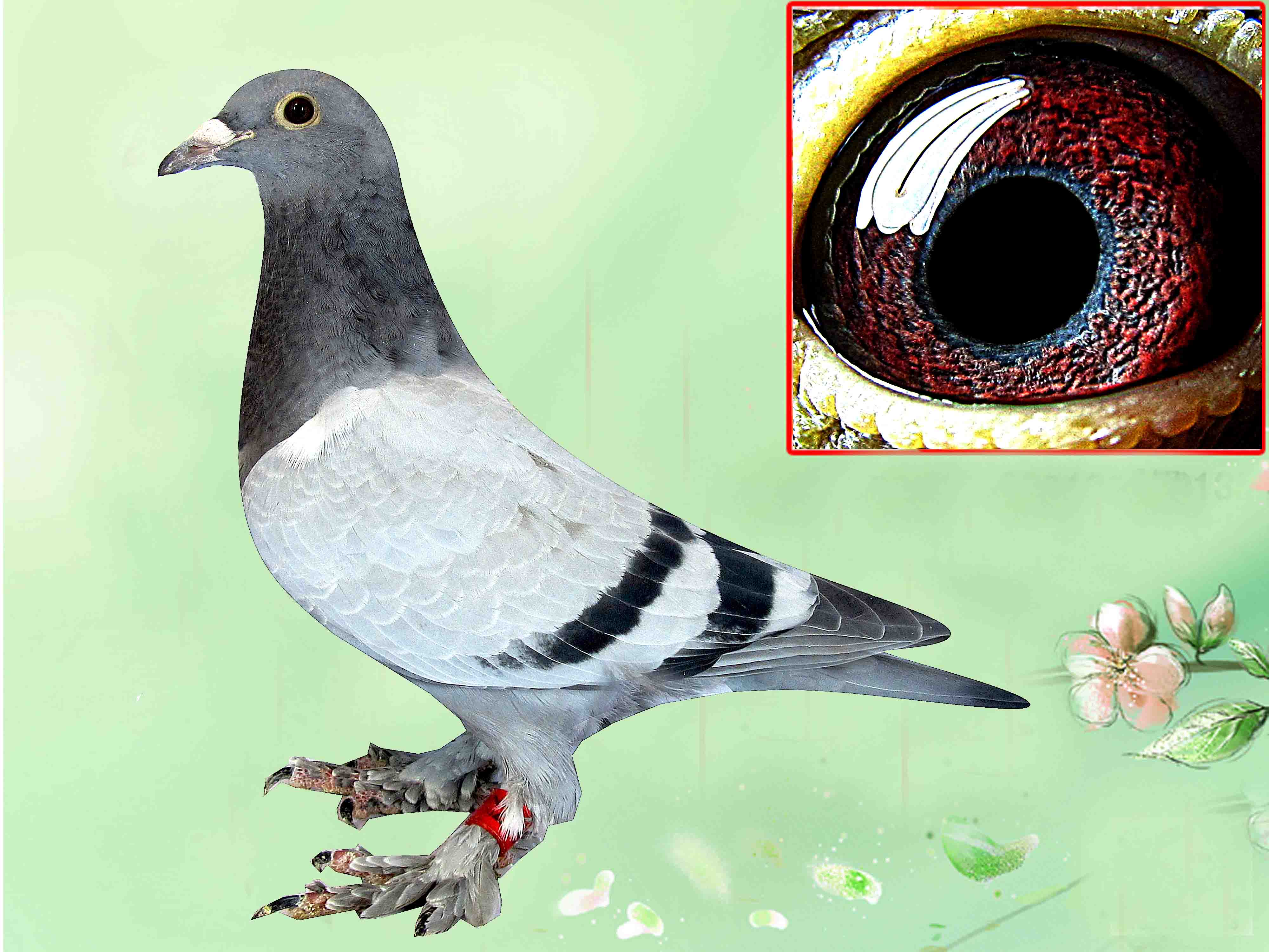 信鸽在线拍卖平台 - 中国信鸽信息网