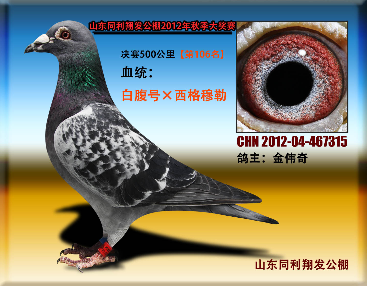 信鸽在线拍卖平台 - 中国信鸽信息网