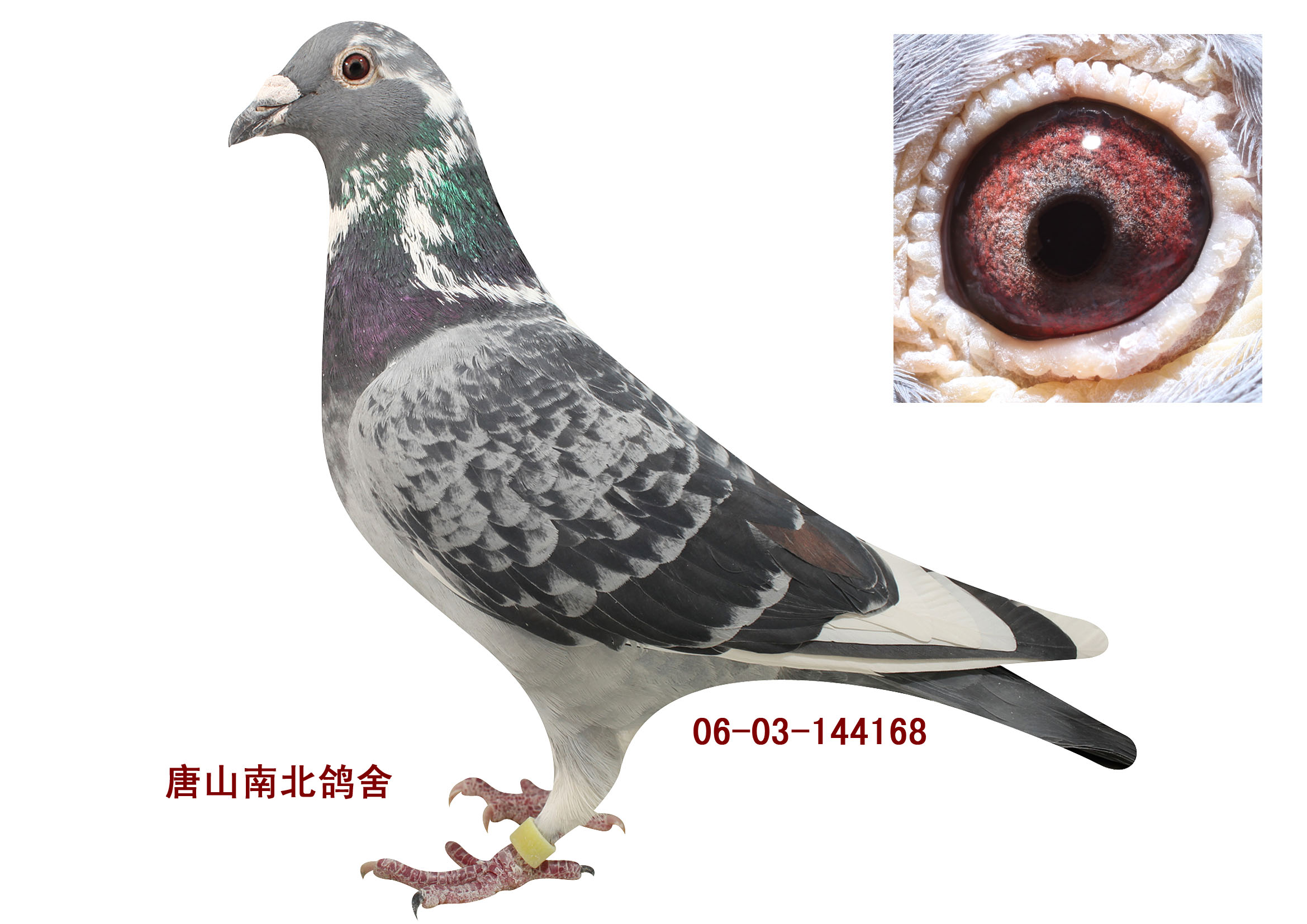 唐山南北鸽舍在线拍鸽
