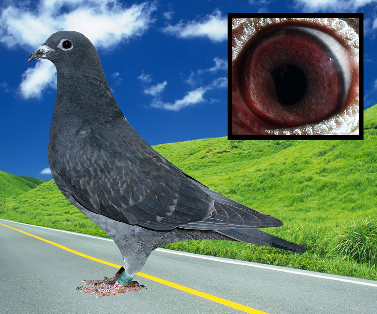 信鸽拍卖首页 拍卖专题 >> 查看拍卖商品