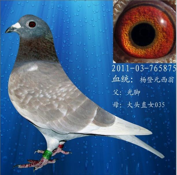 战腾雷鸽业 - 中信网铭鸽展厅 www.ag188.com