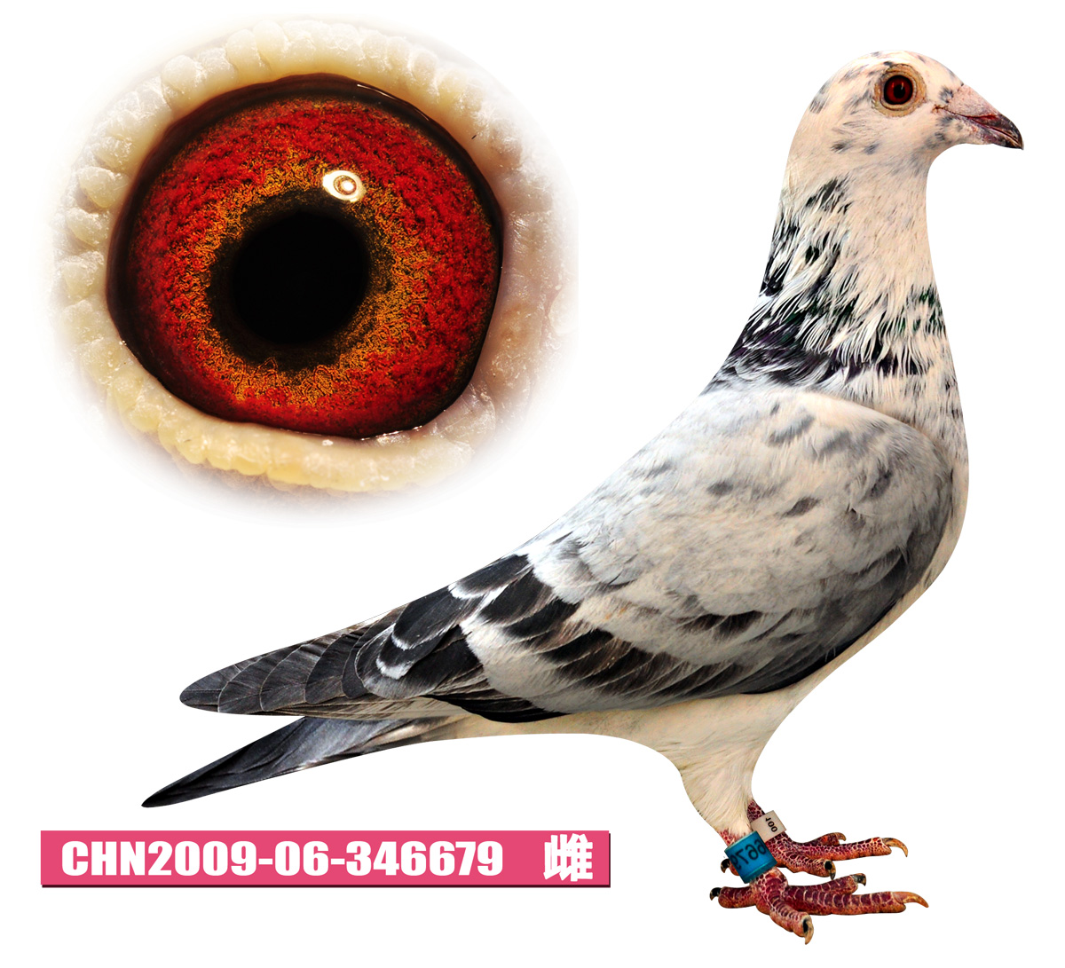 信鸽拍卖首页 拍卖专题 >> 查看拍卖商品 相关图片 目前尚无图片!