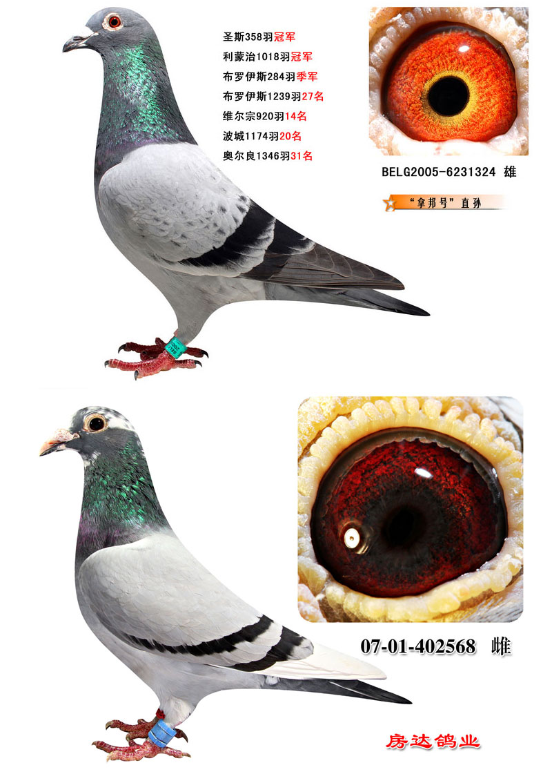 波西瓦(2次冠军)*飞戈 保证金级 拍卖