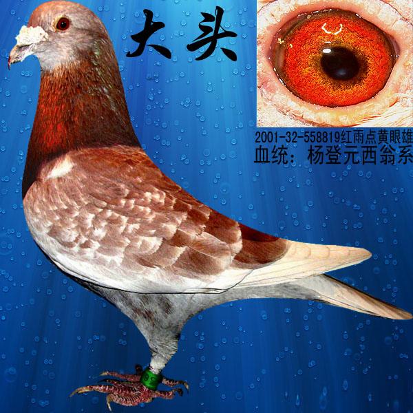 战腾雷鸽业 - 中信网铭鸽展厅 www.ag188.com