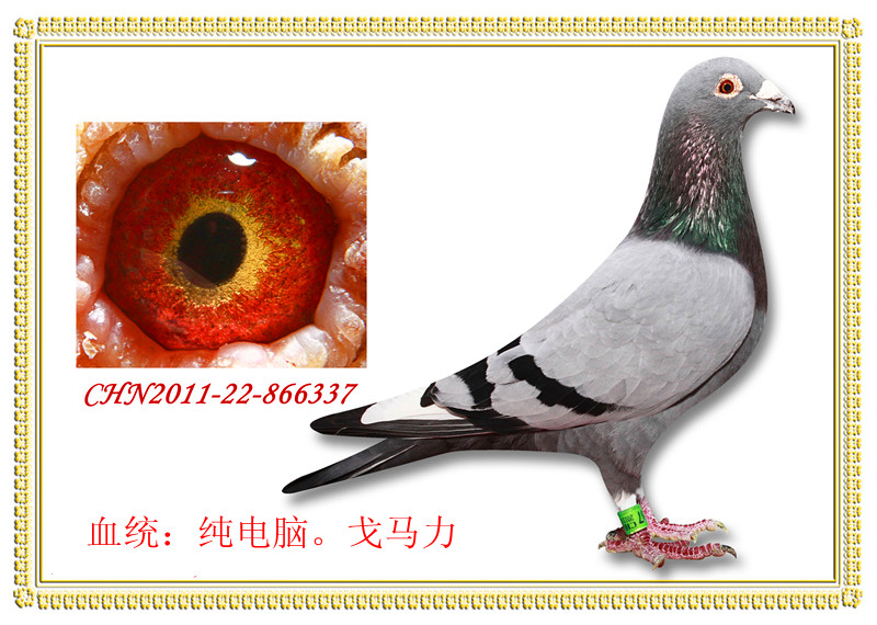 纯电脑.戈马力高级种鸽337! 保证金级 拍卖