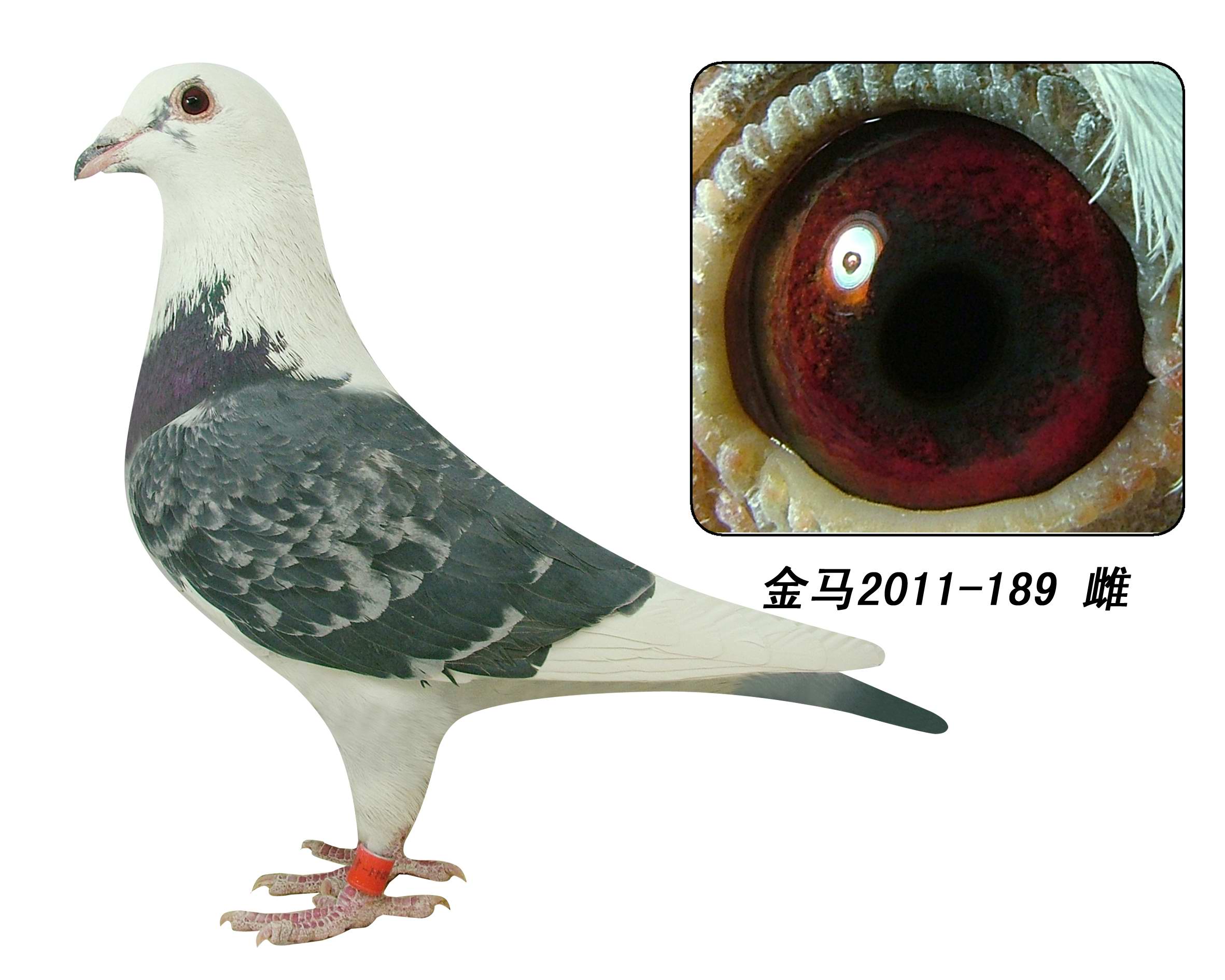 信鸽拍卖首页 拍卖专题 >> 查看拍卖商品 运输及特别提示 特别提示请