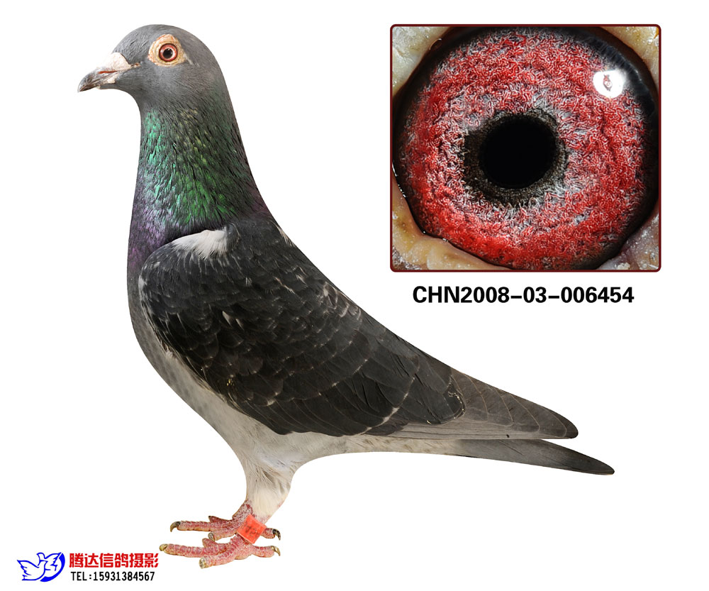 空运:按次数计算,得标1羽及多羽,每次均按300元支付,鸽友必须自行到