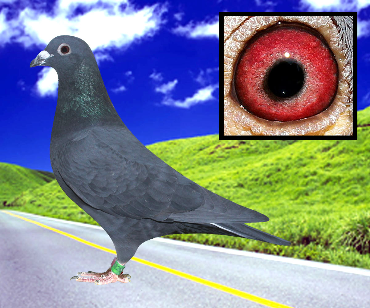 >> 查看拍卖商品