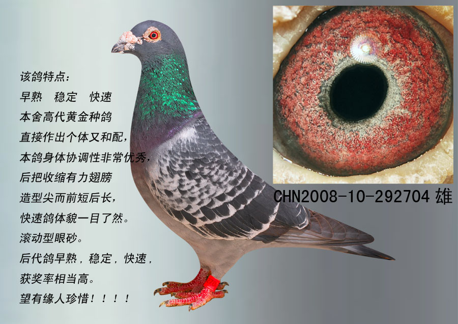 鸦片王子近亲回血 保证金级 拍卖