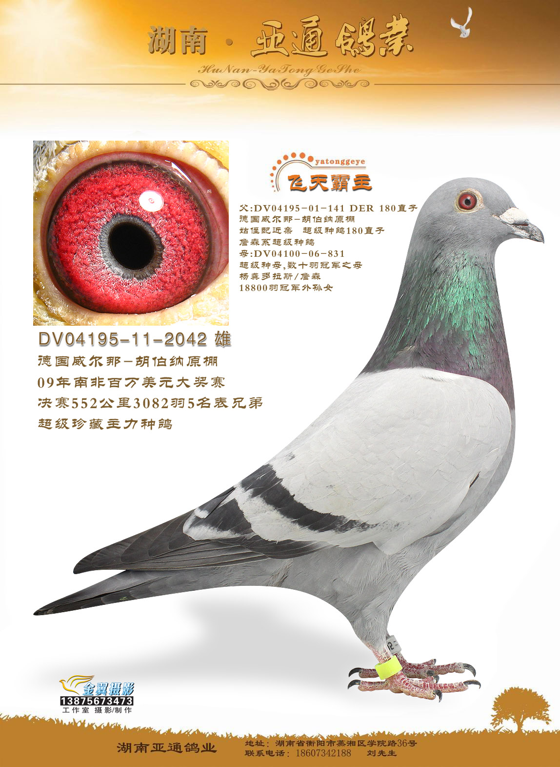 >> 查看拍卖商品