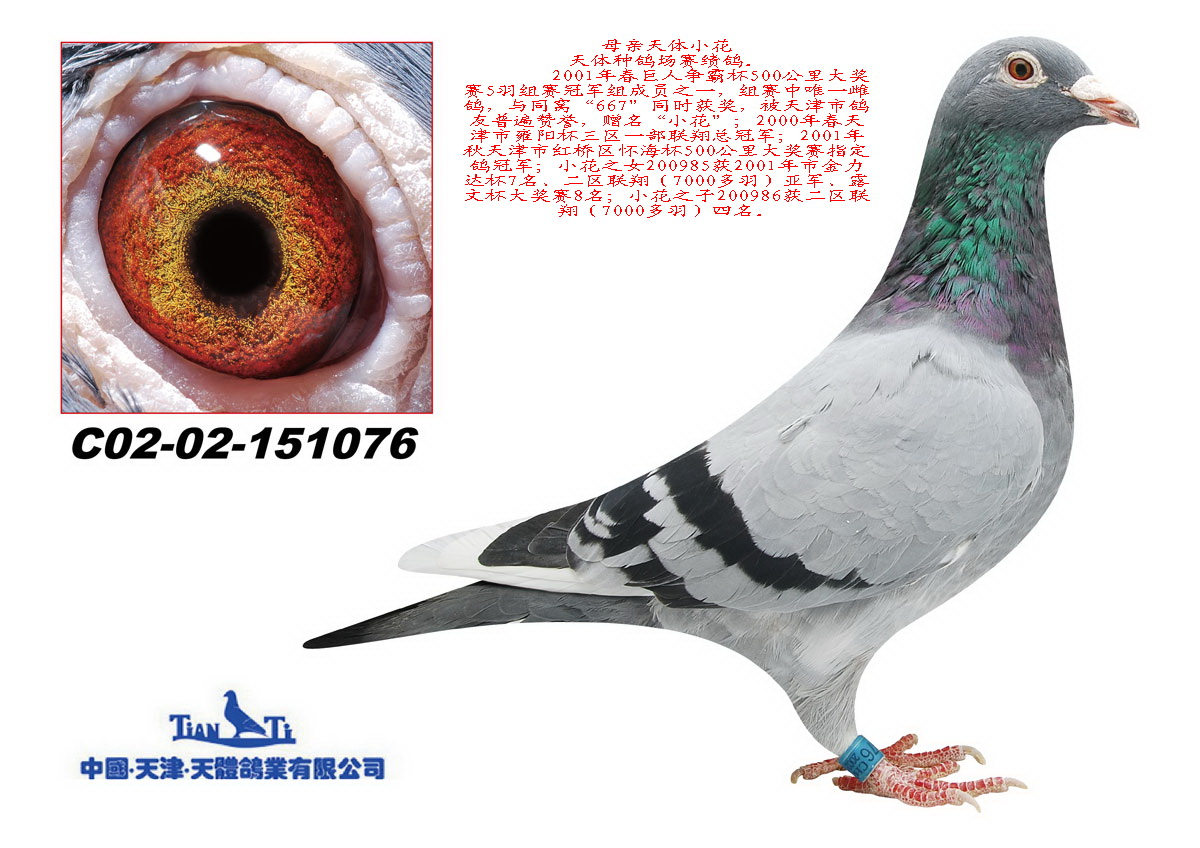 天体鸽业 - 中信网铭鸽展厅 www.ag188.com