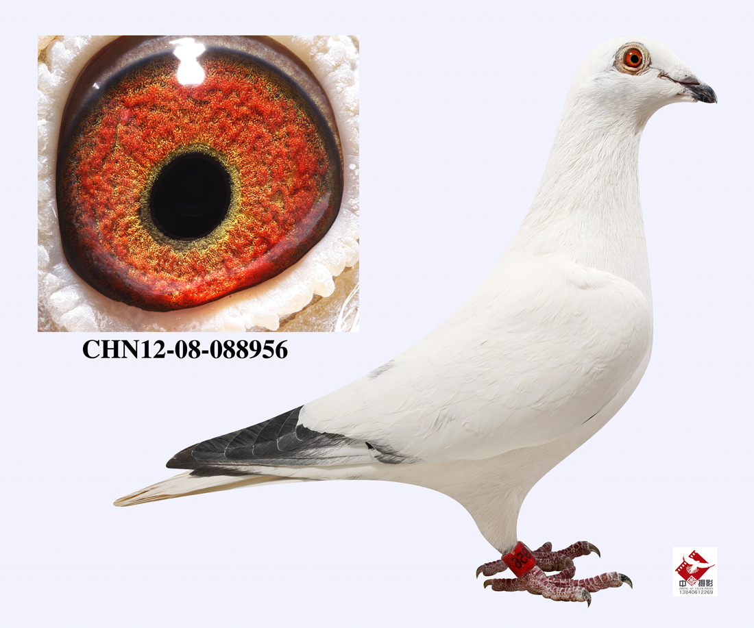 皇府铭鸽佳园在线拍鸽