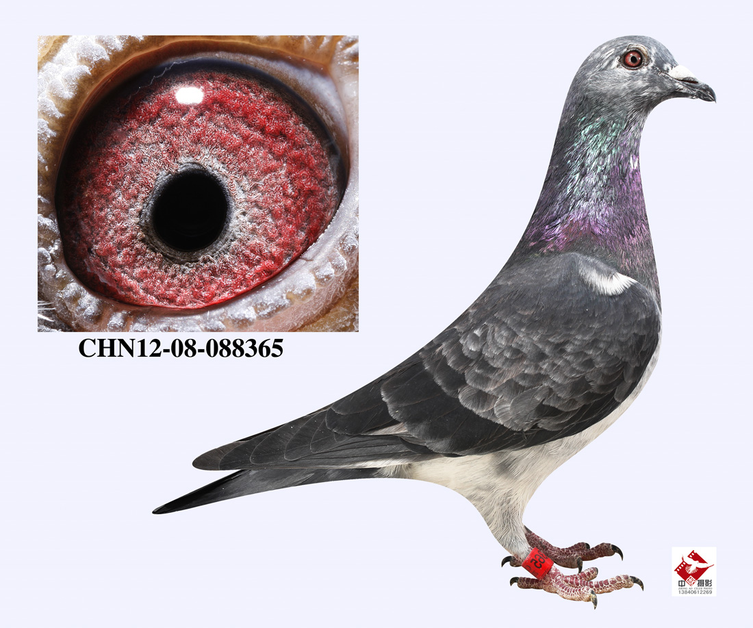 钻石级吐尼尔"老鹰"儿子 x"老鹰"女儿 保证金级 拍卖