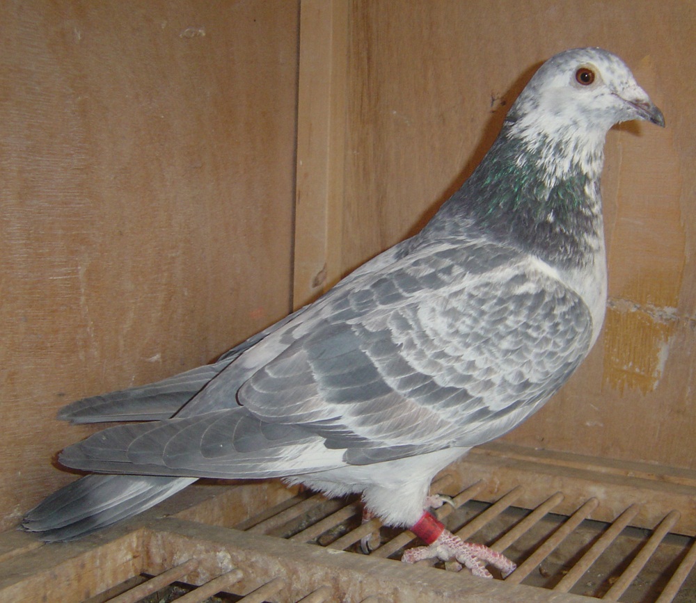 【凡龙银影近血曾孙】 保证金级 拍卖