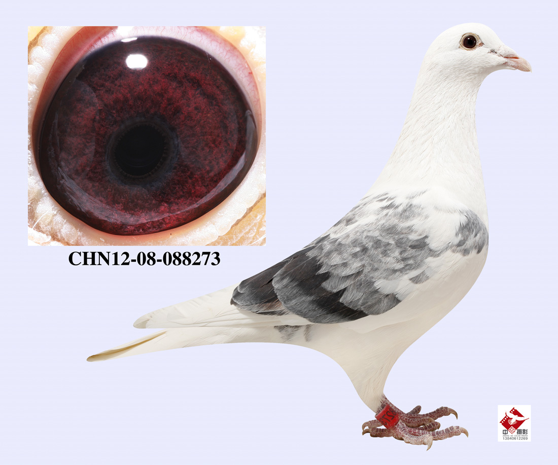 钻石级吐尼尔"小鹰号"父女近亲回血 保证金级 拍卖