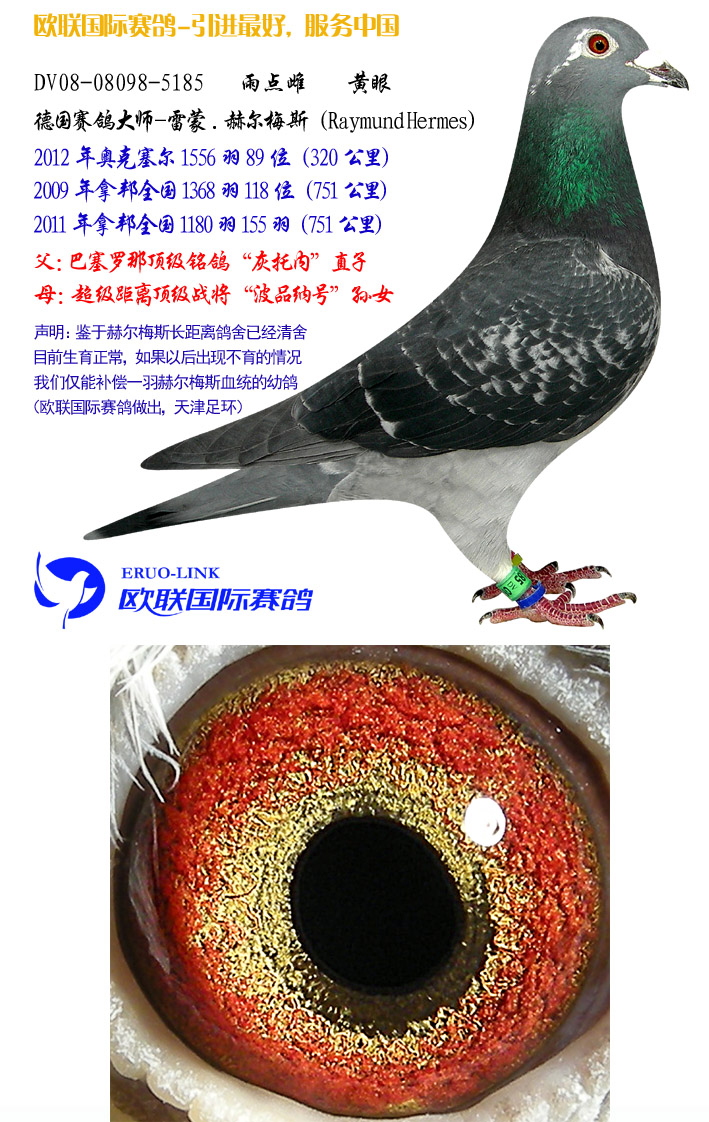 雷蒙.赫尔梅斯奖鸽-4 保证金级 拍卖