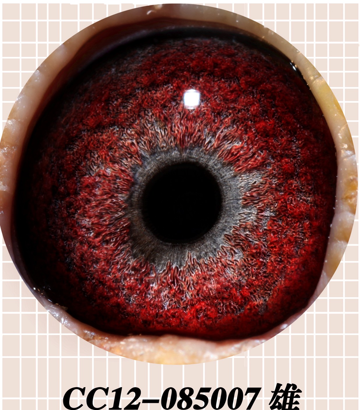 >> 查看拍卖商品