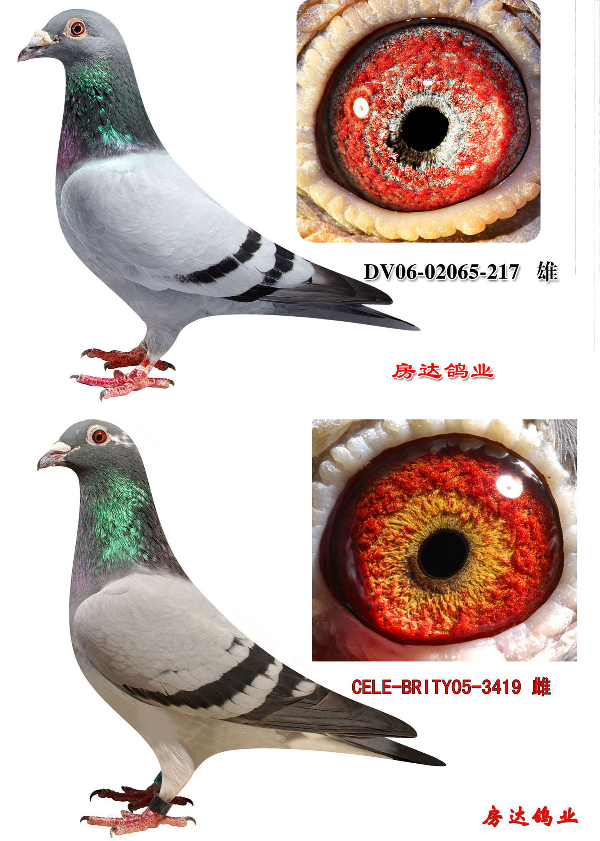 >> 查看拍卖商品