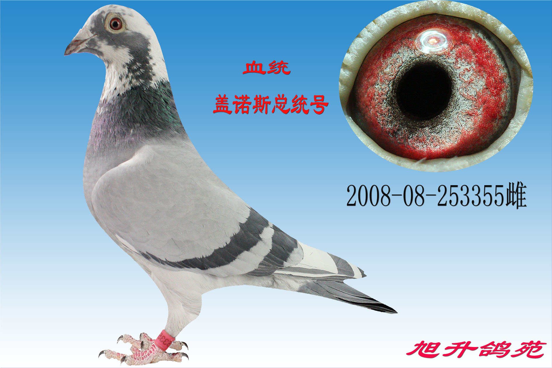 詹森019*盖诺斯总统号 保证金级 拍卖