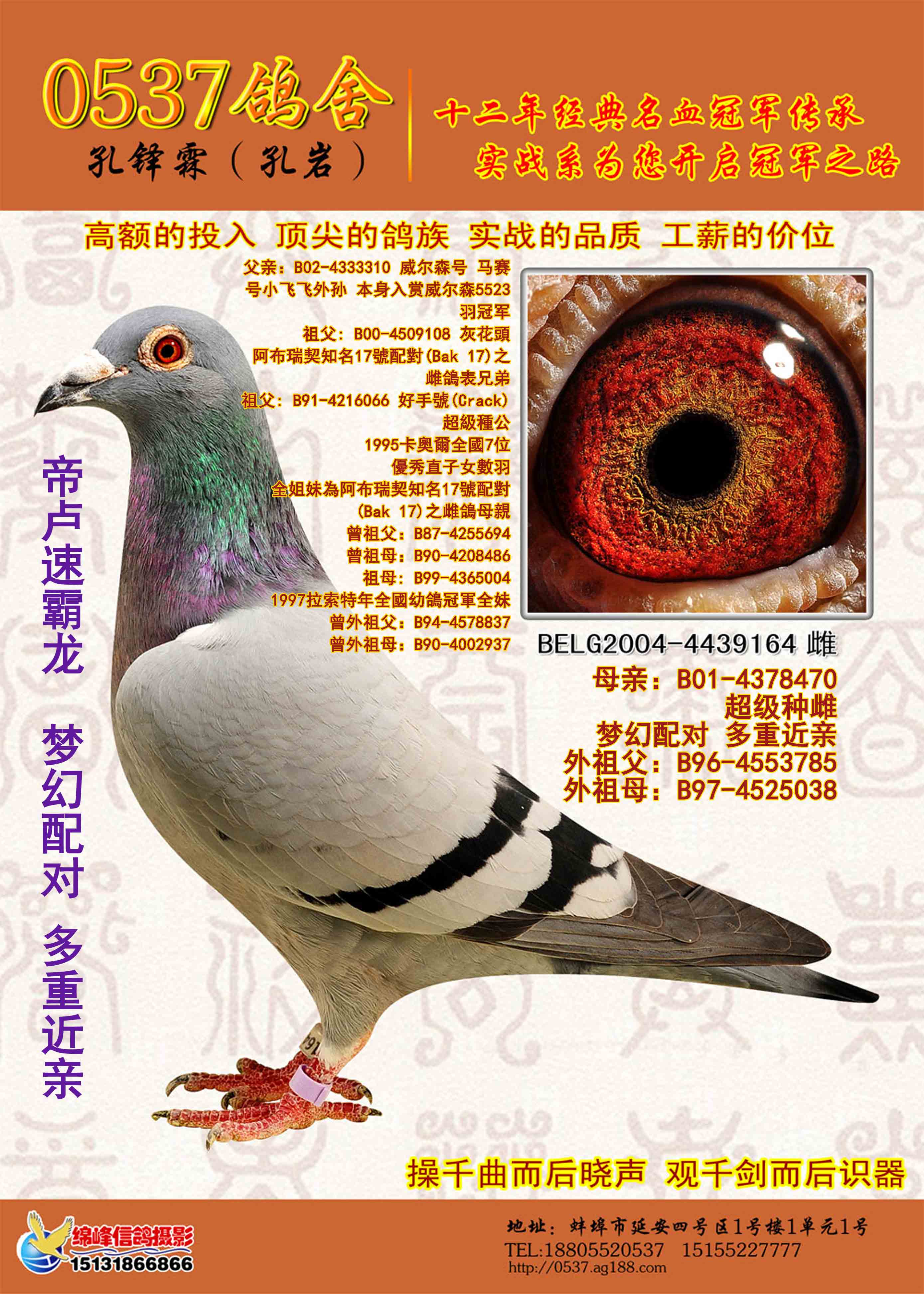 首 页  铭 鸽  新鸽上架  推荐铭鸽  定价鸽  信鸽拍卖 黄金配对