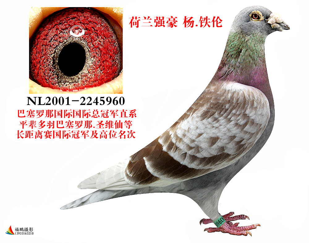 福鹏鸽业在线拍鸽