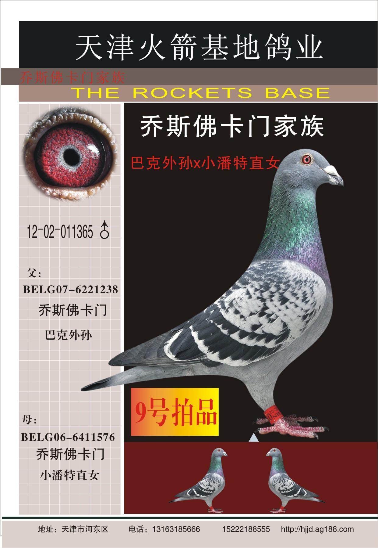 天津火箭基地鸽业 - 中信网铭鸽展厅 www.ag188.com