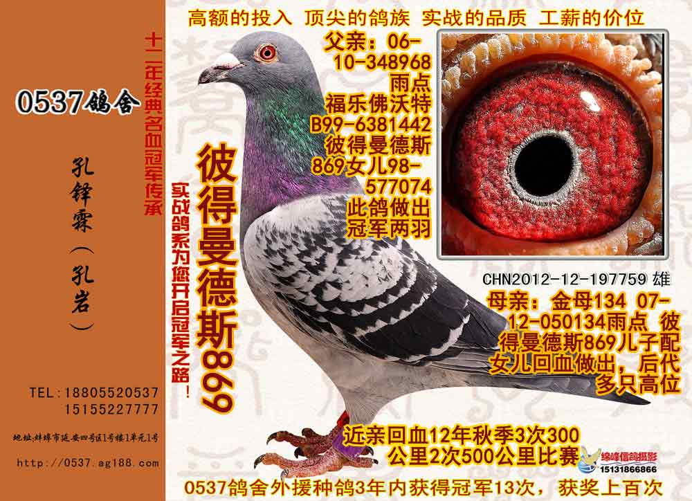 信鸽拍卖首页 拍卖专题 >> 查看拍卖商品   相关图片         商品