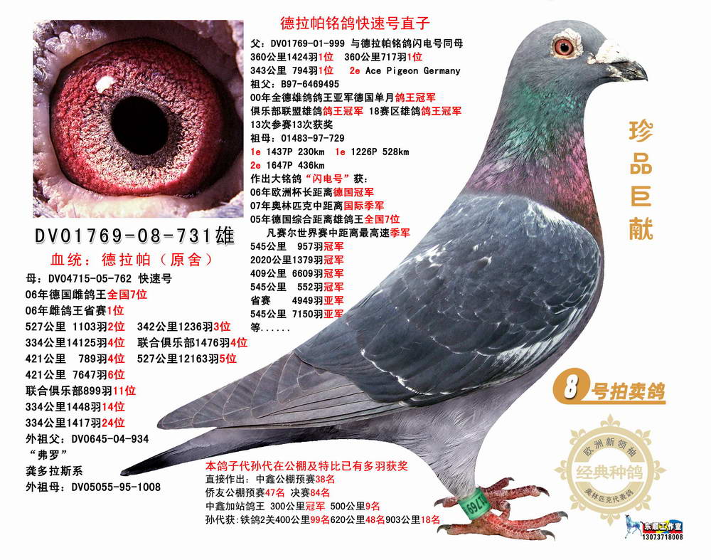 德拉帕(原舍)快速号直子 保证金级 拍卖