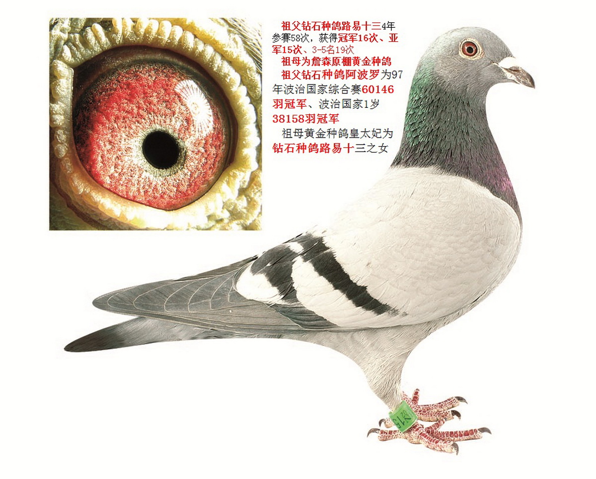 天体06-150912 雌 成就梦想-璀璨13第九期 保证金级 拍卖