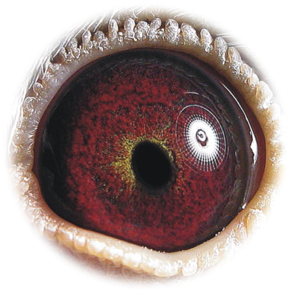 信鸽拍卖首页 拍卖专题 >> 查看拍卖商品 相关图片 目前尚无图片!