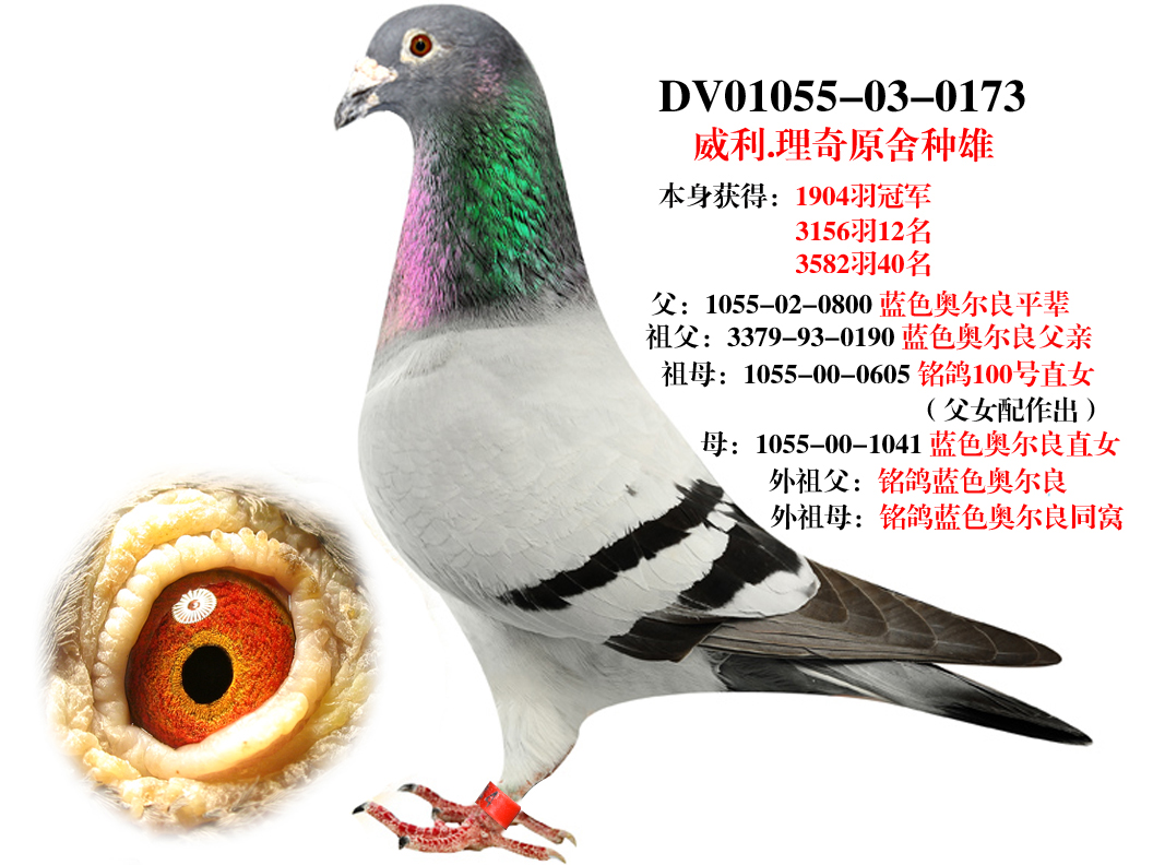 威利理奇【蓝色奥尔良近亲】 保证金级 拍卖