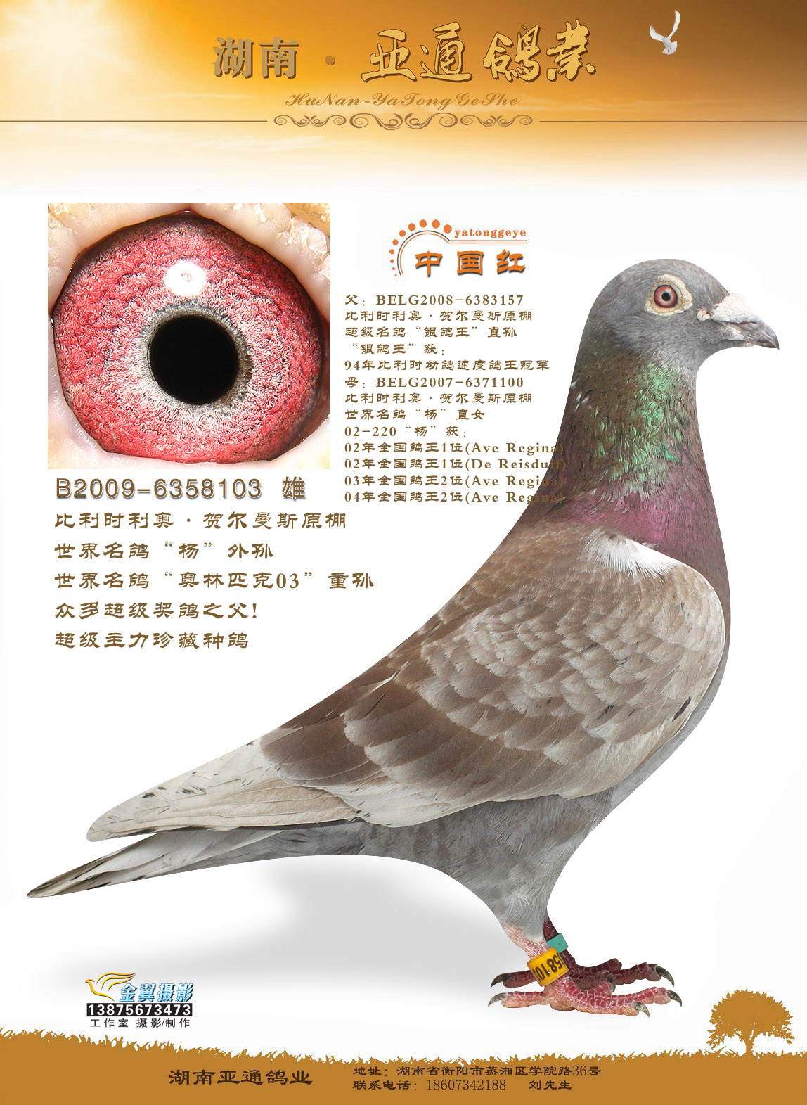 利奥·贺尔曼斯顶级种鸽中国红直女 保证金级 拍卖