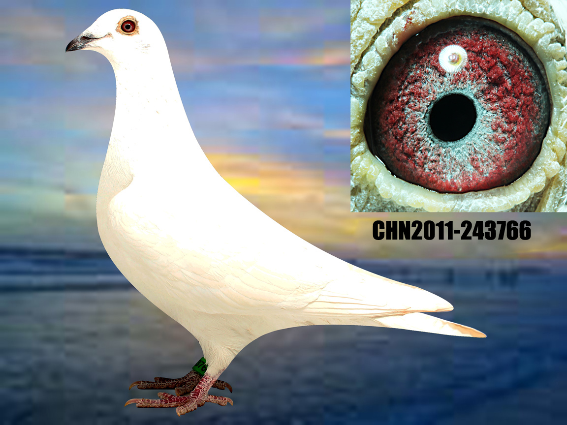 1.戈马利008大脚趾维龙*白雪公主166 保证金级 拍卖