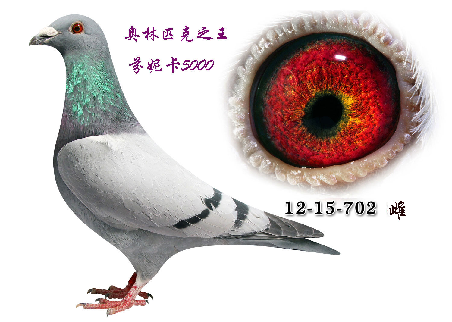 芬妮卡5000 保证金级 拍卖