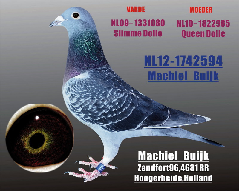 新时代国际赛鸽 - 中信网铭鸽展厅 www.ag188.com