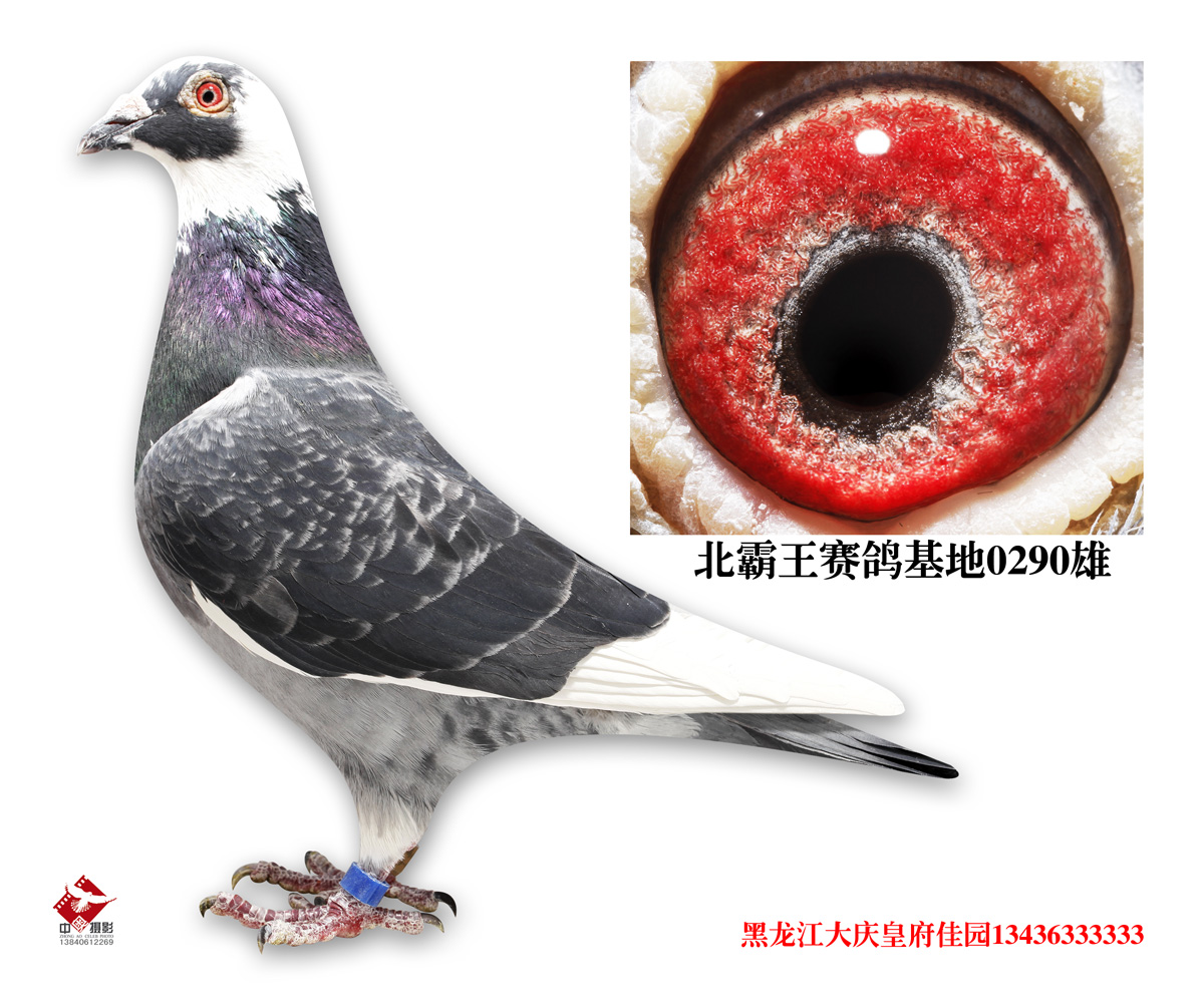 皇府铭鸽佳苑精品种鸽 保证金级 拍卖