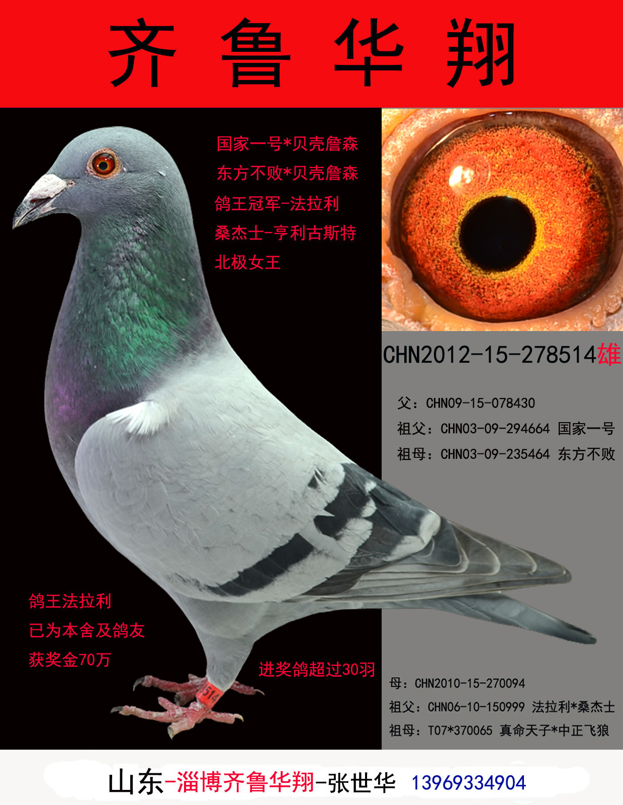 齐鲁华翔 - 中信网铭鸽展厅 www.ag188.com