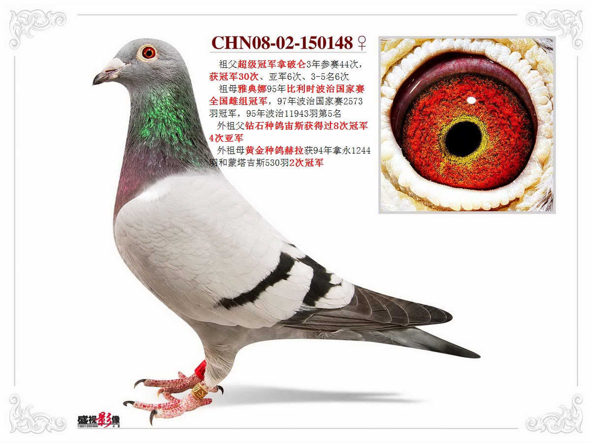 天体鸽业 - 中信网铭鸽展厅 www.ag188.com