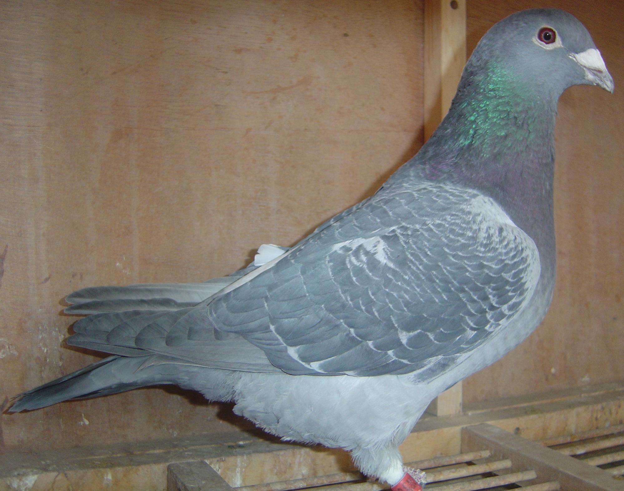 【詹森小火箭】 保证金级 拍卖