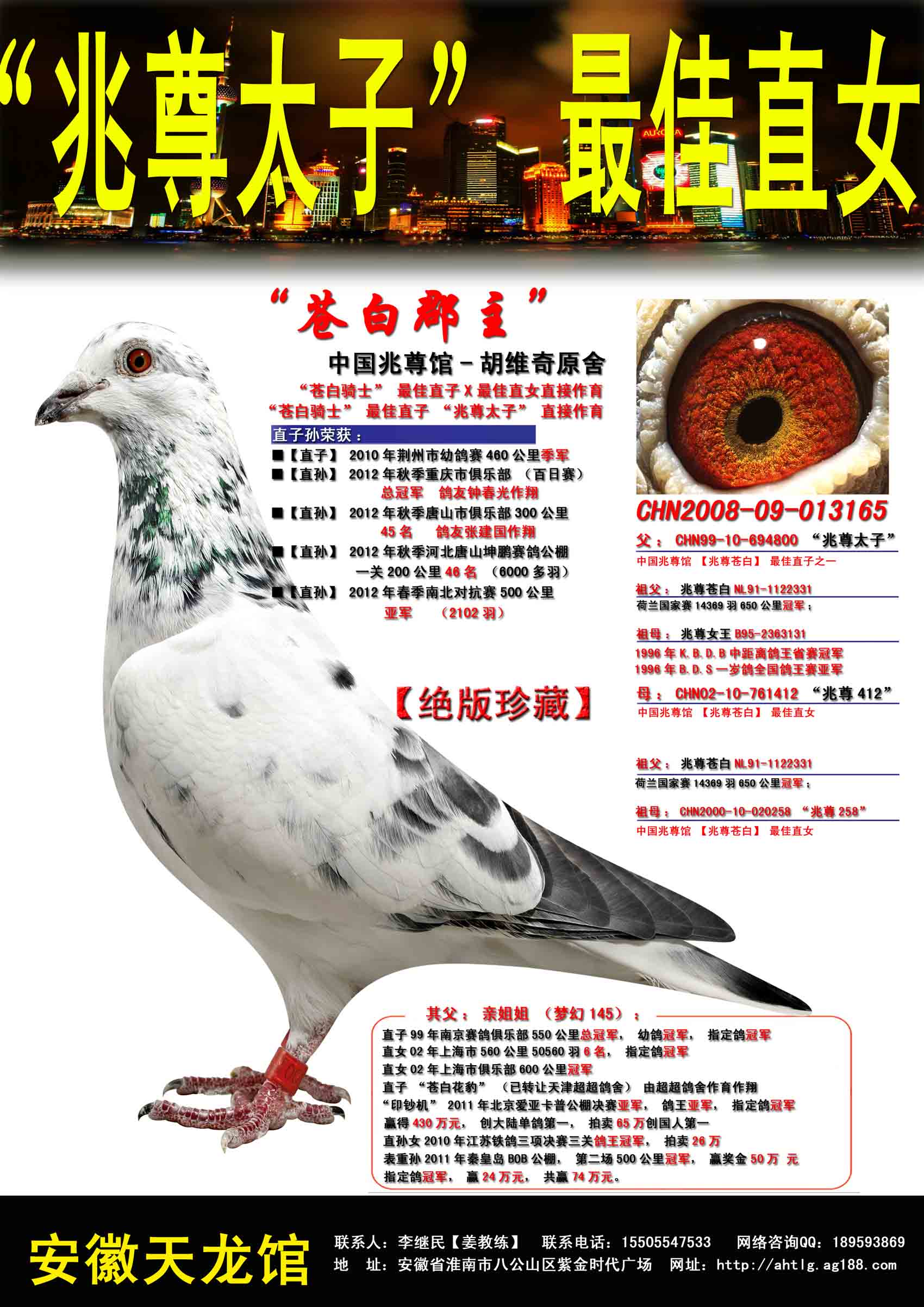 信鸽在线拍卖平台 - 中国信鸽信息网