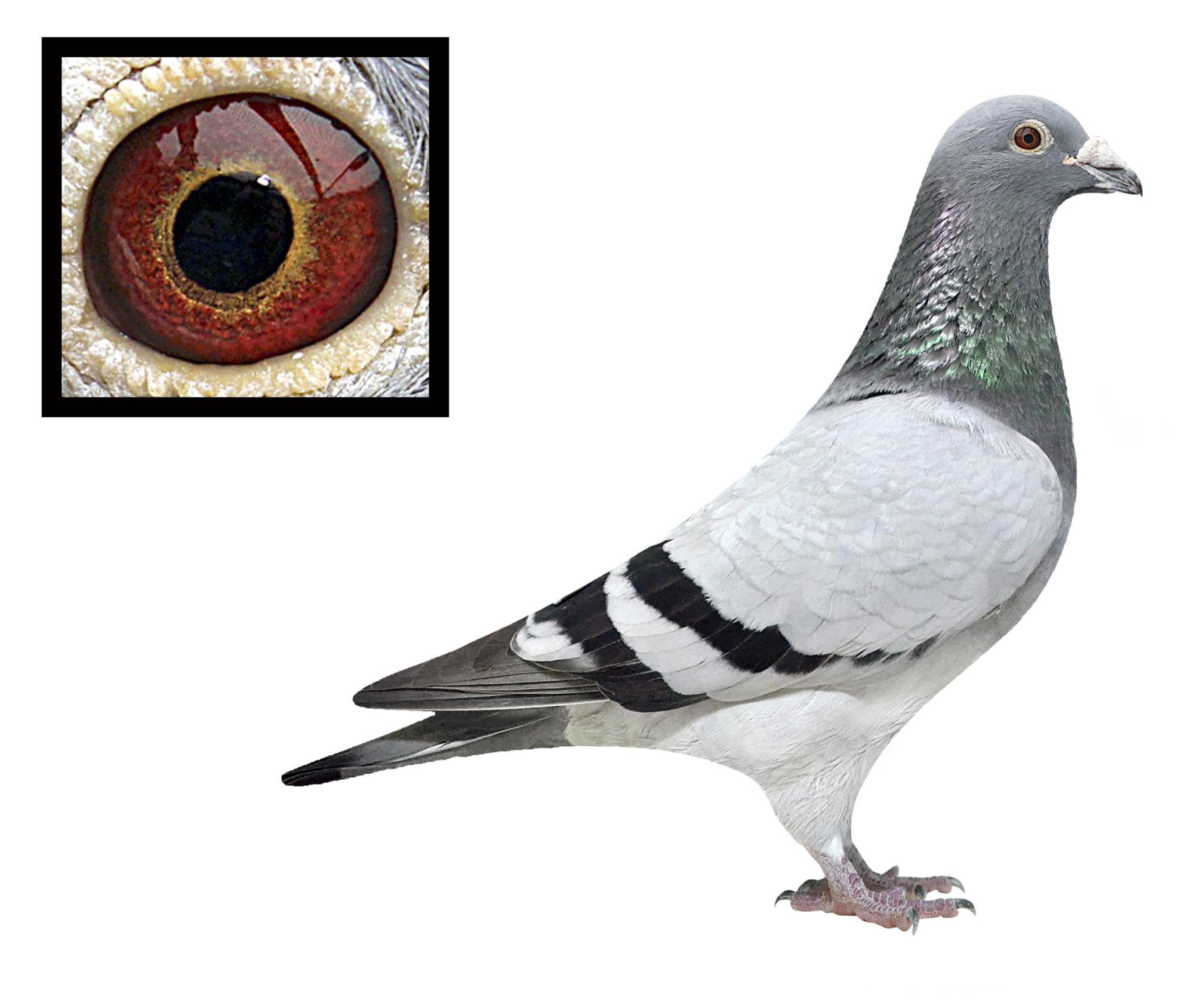 军鸽--贝宁考克斯 保证金级 拍卖