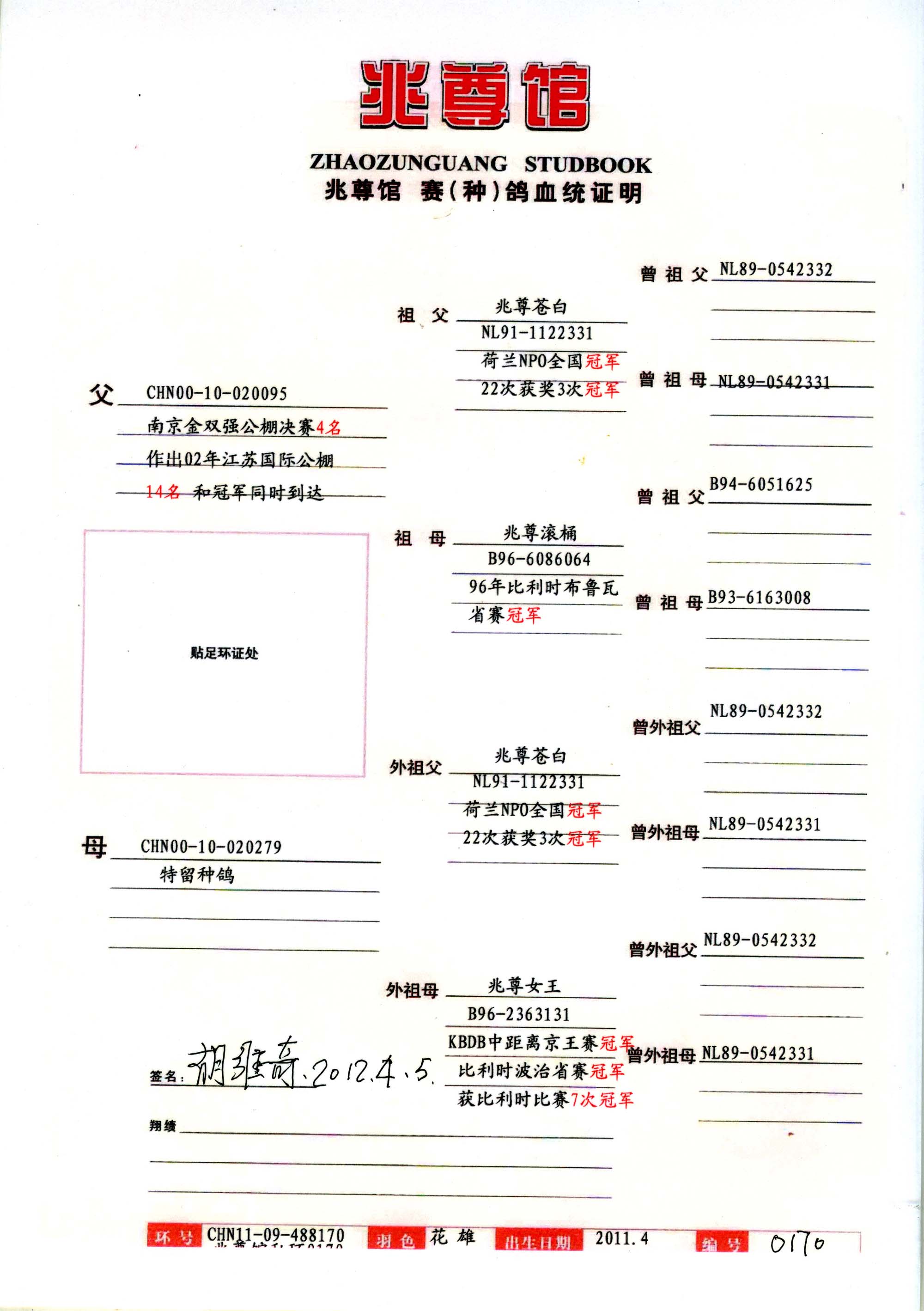 信鸽血统证书制作图片