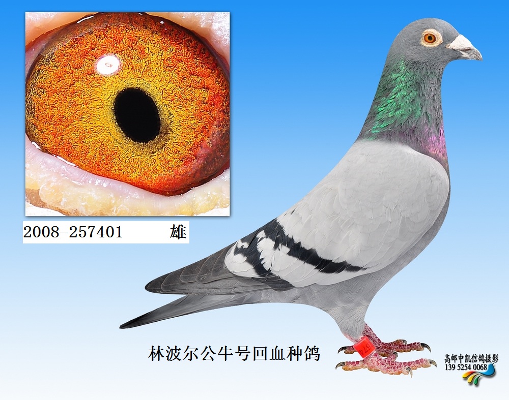信鴿拍賣首頁 拍賣專題 >> 查看拍賣商品 3,林波爾公牛號回血種鴿