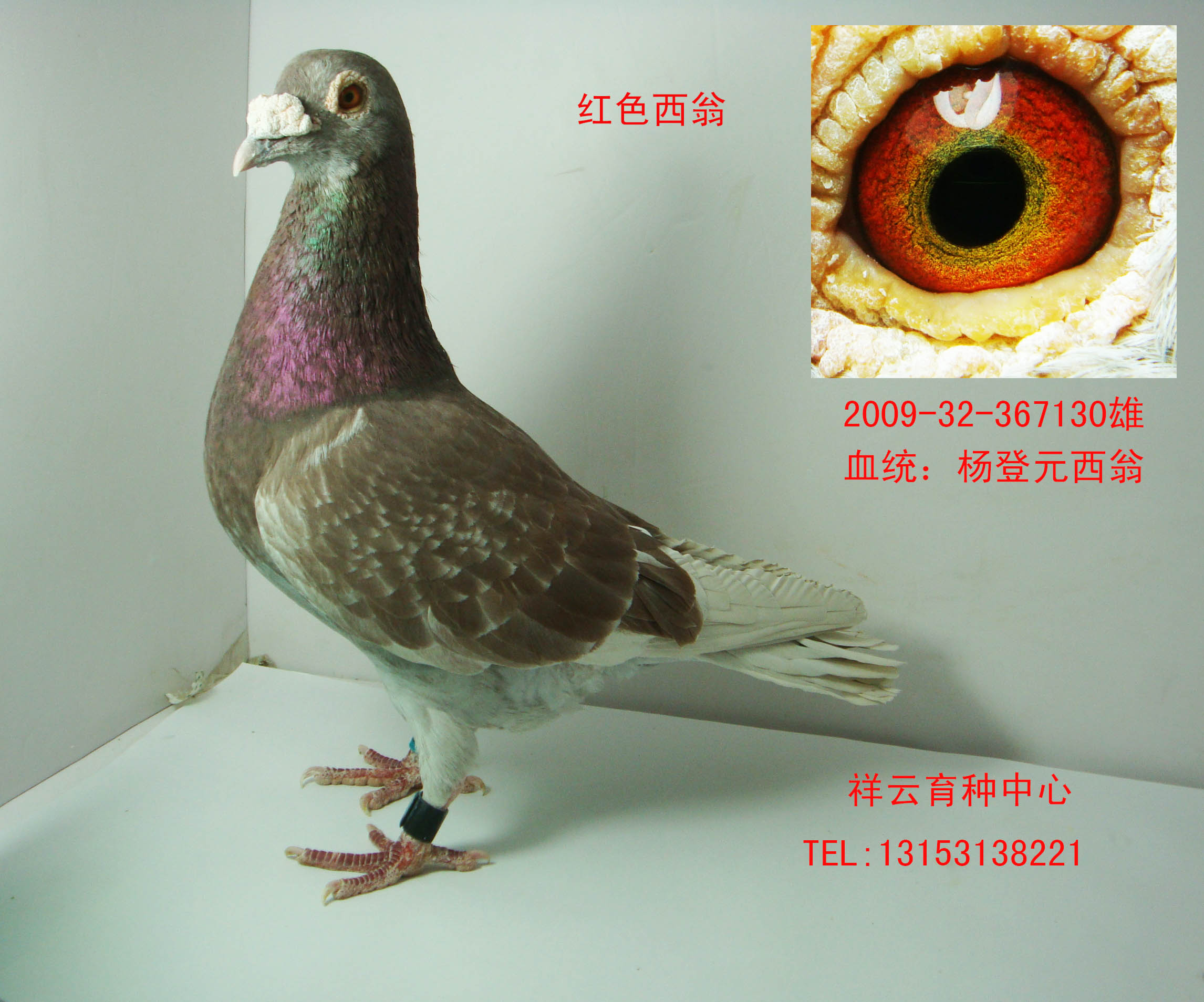 红西翁 保证金级 拍卖