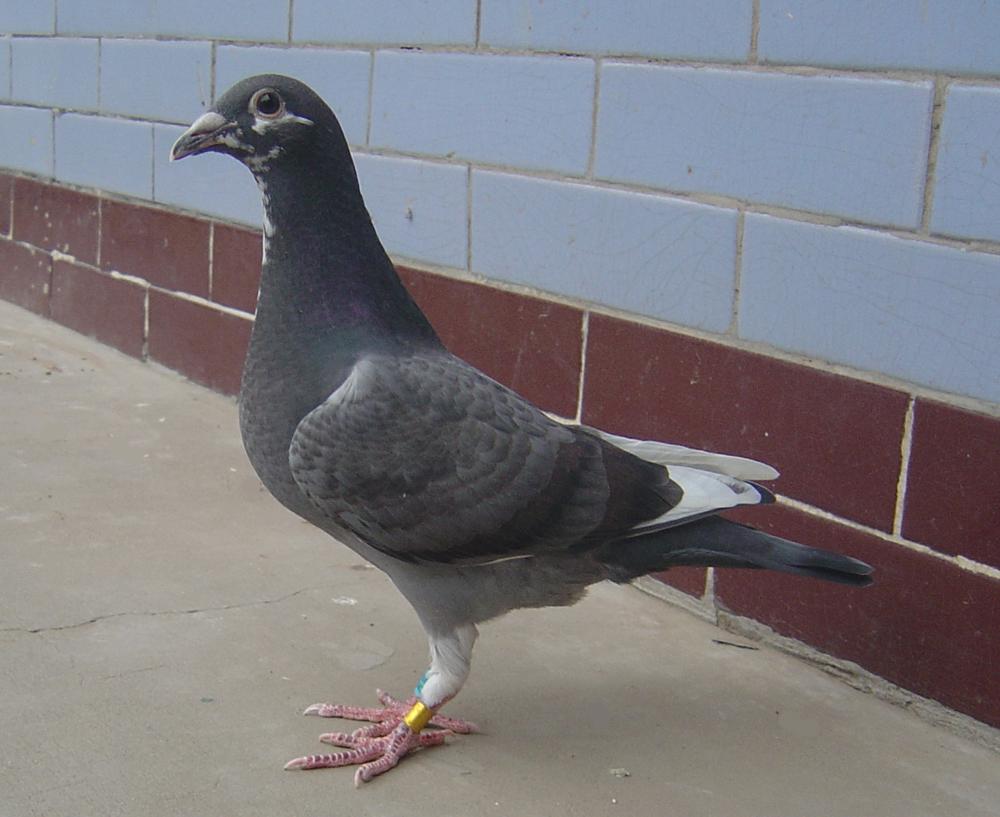 信鸽在线拍卖平台 - 中国信鸽信息网