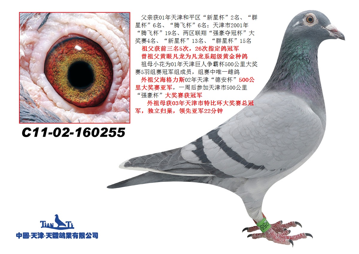 天体鸽业 - 中信网铭鸽展厅 www.ag188.com