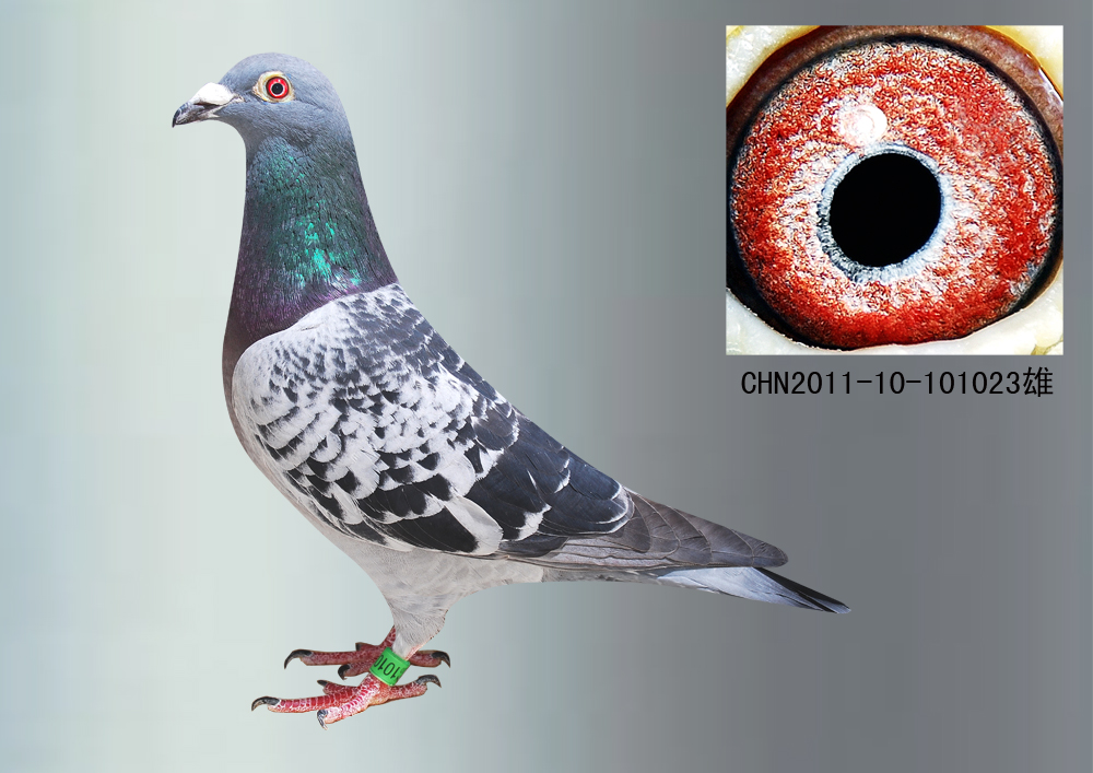 信鸽拍卖首页 拍卖专题 >> 查看拍卖商品   鸦片王子近亲回血