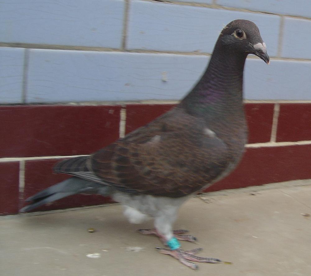 【经典慕利门】 保证金级 拍卖