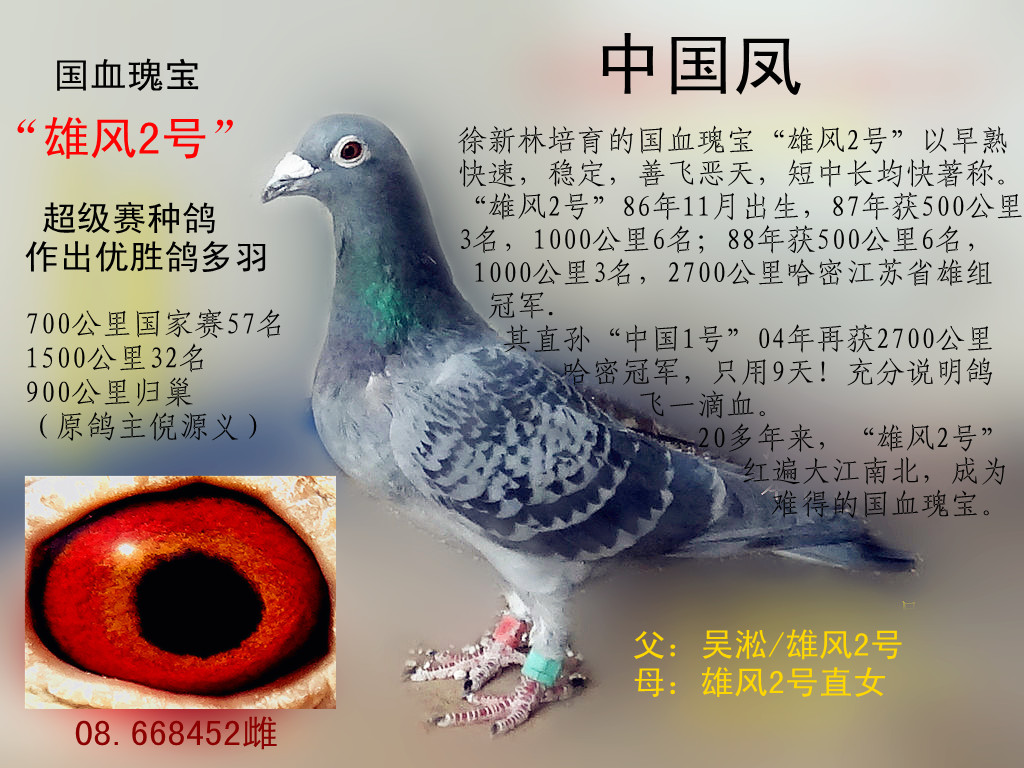 信鸽在线拍卖平台 - 中国信鸽信息网
