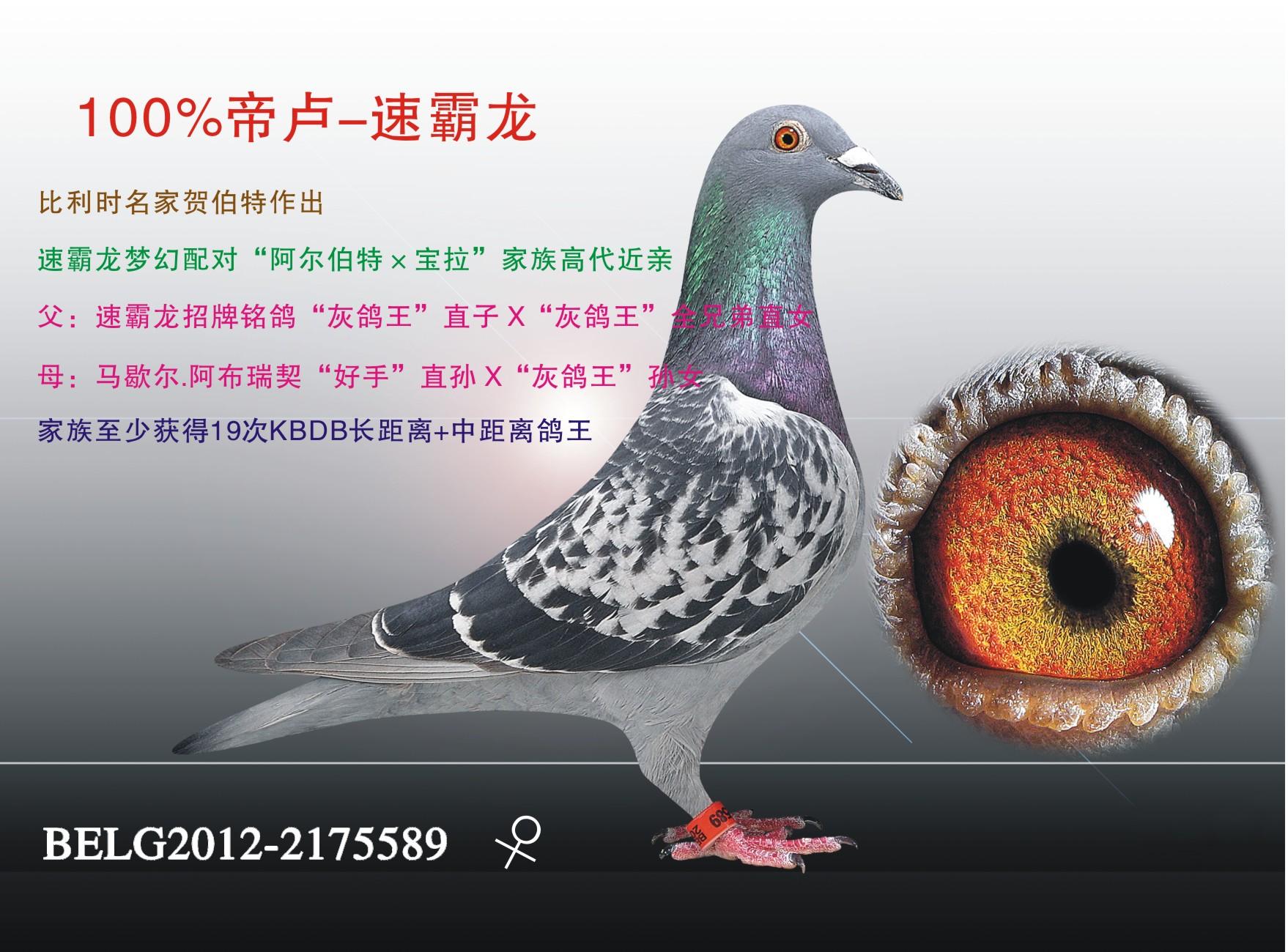 >> 查看拍卖商品